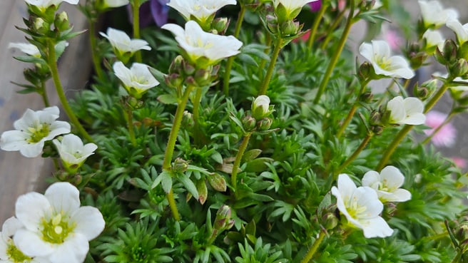 Bild fräulein blume - Blumen und Geschenke