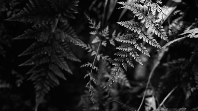 Sam Bosshard FOTOGRAFIE image