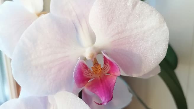 Bild Massagepraxis Orchidee