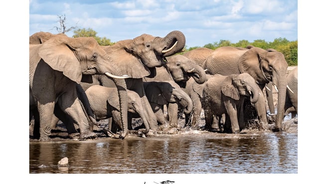 Immagine Safaris à la carte - L'Oeil sauvage