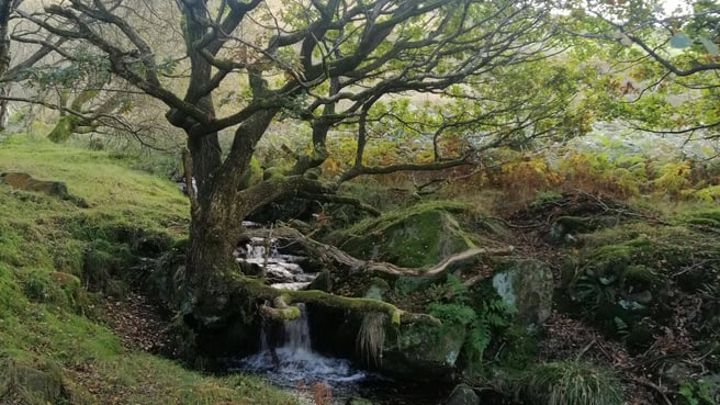 Image Kraftvoll verwurzelt - innere Stärke und Klarheit