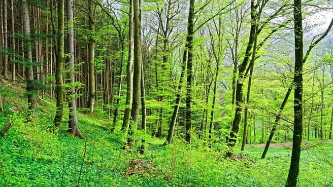 Bild Institut La Forêt de Scissy