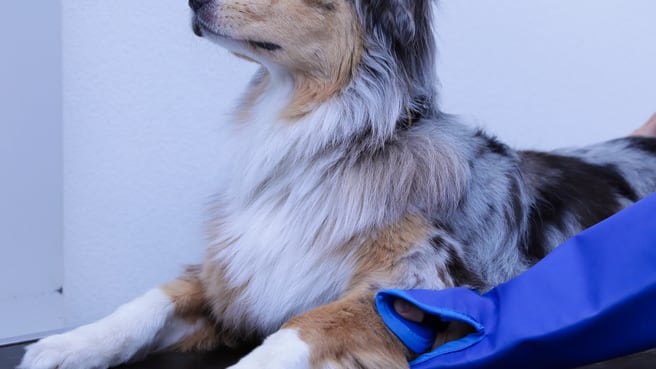 Bild Kleintierpraxis Vivavet GmbH