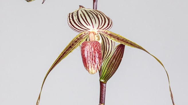 Bild Meyer Orchideen AG