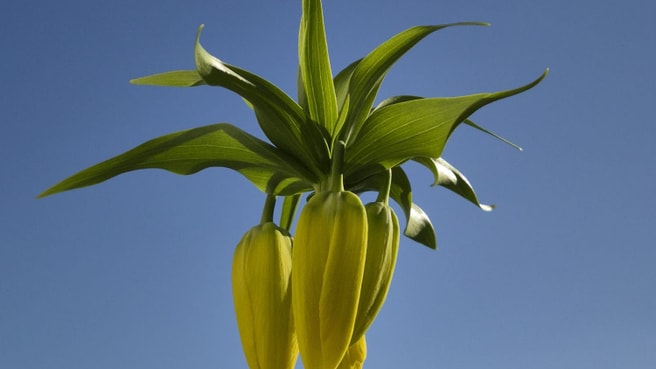 Akupunktur Massagen TCM Phytotherapie image