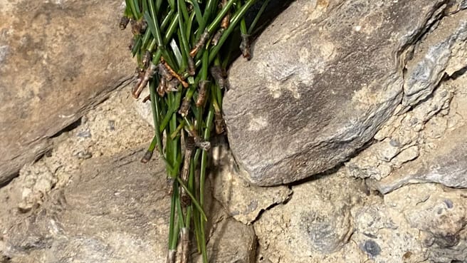 natürlianderscht image