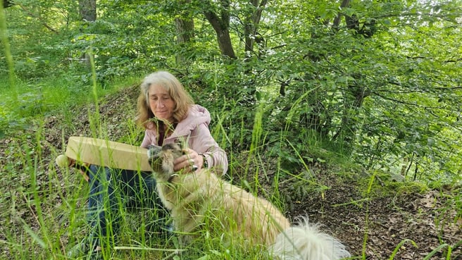 Image Kraftvoll verwurzelt - innere Stärke und Klarheit