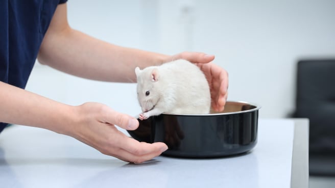 Bild Kleintierpraxis Vivavet GmbH