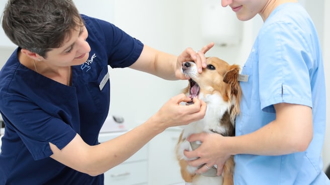 Bild Kleintierpraxis Vivavet GmbH