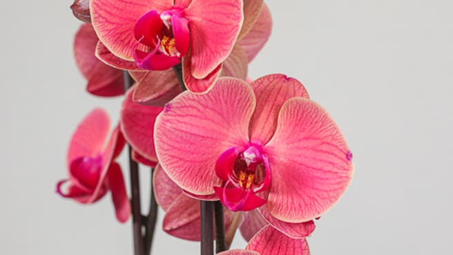 Immagine Meyer Orchideen AG