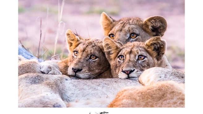 Safaris à la carte - L'Oeil sauvage image