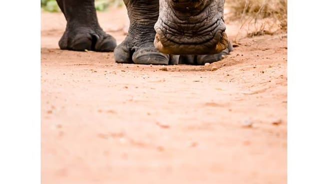 Immagine Safaris à la carte - L'Oeil sauvage