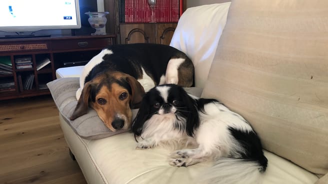 Bild Guinchard Jean-Paul