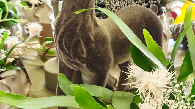 Bild fräulein blume - Blumen und Geschenke