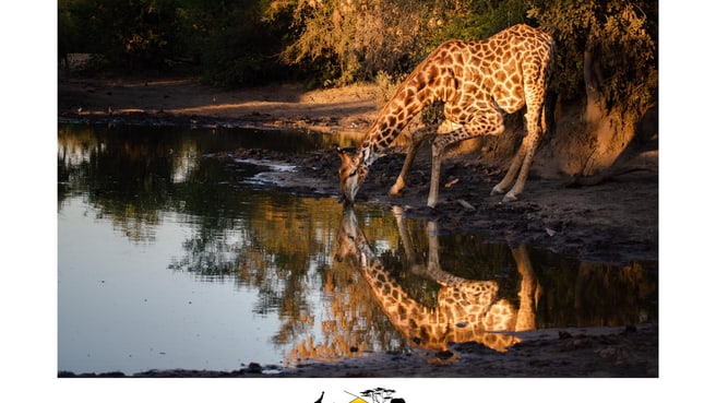 Image Safaris à la carte - L'Oeil sauvage