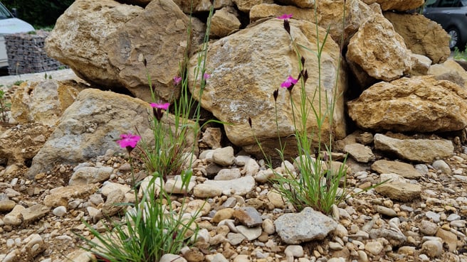 Immagine Bösiger Gartenbau AG