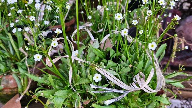 Bild fräulein blume - Blumen und Geschenke