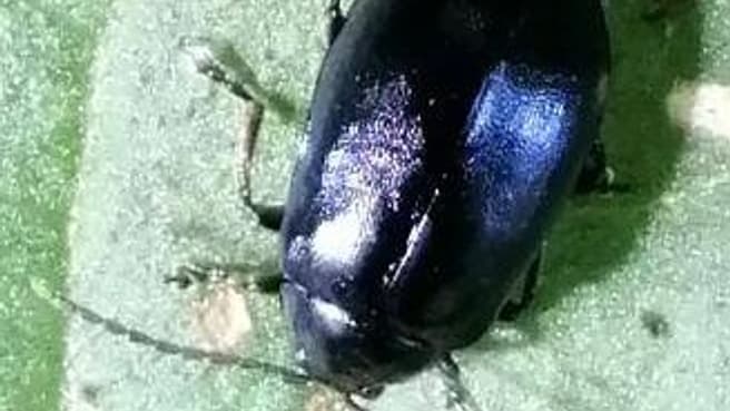 Image Kraftvoll verwurzelt - innere Stärke und Klarheit