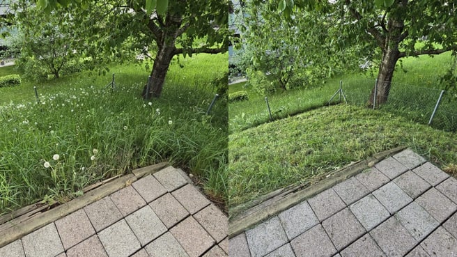 Immagine Molim Service