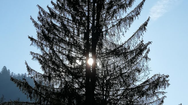 Image Kraftvoll verwurzelt - innere Stärke und Klarheit