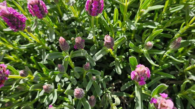 Bild fräulein blume - Blumen und Geschenke