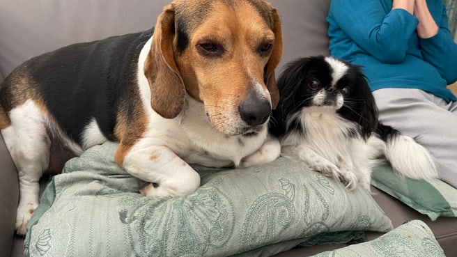 Bild Guinchard Jean-Paul