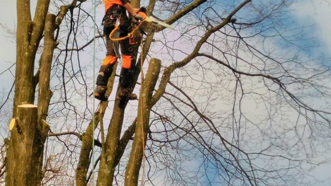 Wyland Baumpflege image