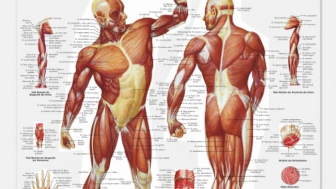 Immagine MS Massagen