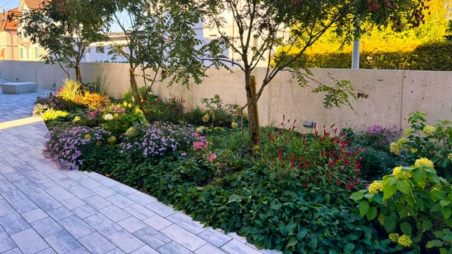 Bild Schneebeli | Blumen | Gartenbau