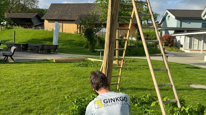 Bild Ginkgo Baumpflege GmbH