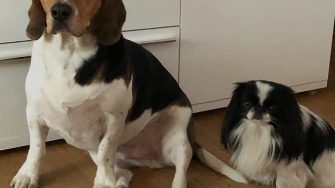 Bild Guinchard Jean-Paul