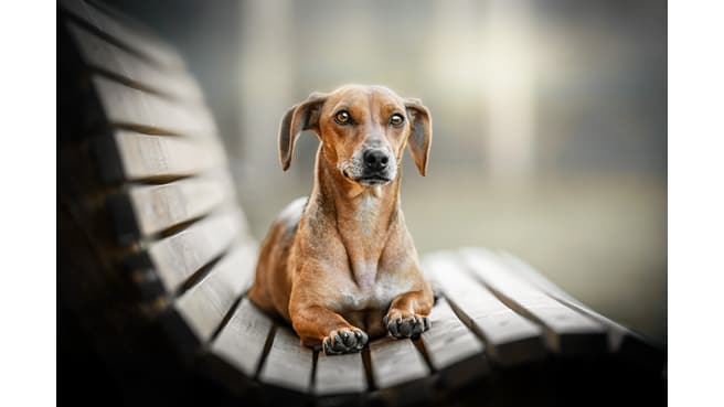 Diego Dengg Fotografie image