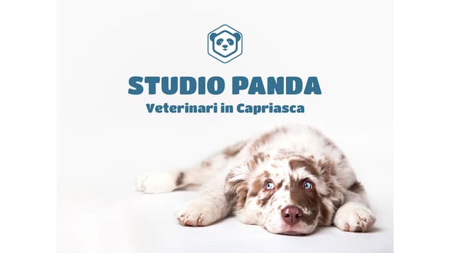 Immagine Studio Veterinario Panda
