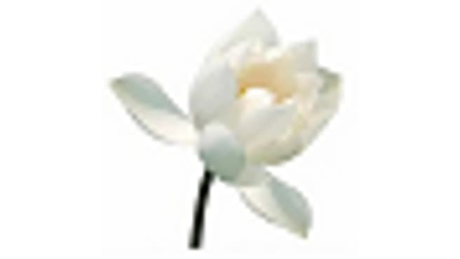 Bild Centro fiore di loto