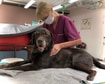 Image Dog-Vitalis Kleintierphysiotherapie