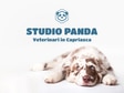 Image Studio Veterinario Panda