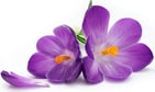 Violetnails image