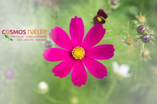 image of Cosmos Nature 