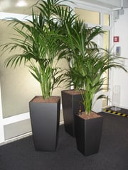 Photo Plantes Vertes Service