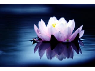 Bild lotus-sonne