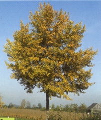 Bild Hess Baum- u. Gartenpflege AG
