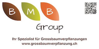 Immagine BMB Group - Grossbaumverpflanzung