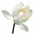 Immagine Centro fiore di loto