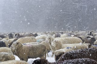 Photo Sam Bosshard FOTOGRAFIE